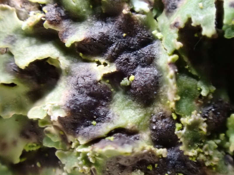 Weill's Lichenochora Lichen photo 6