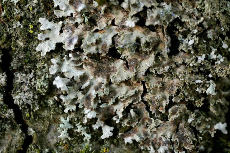 Weill's Lichenochora Lichen photo 7