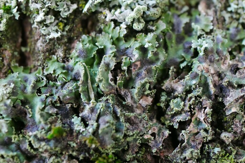 Weill's Lichenochora Lichen photo 8