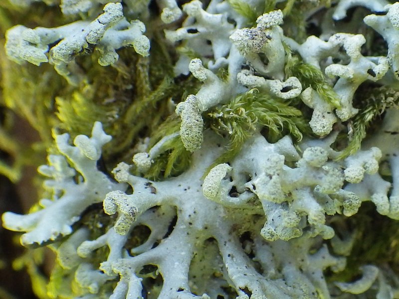 Lichenoconium erodens