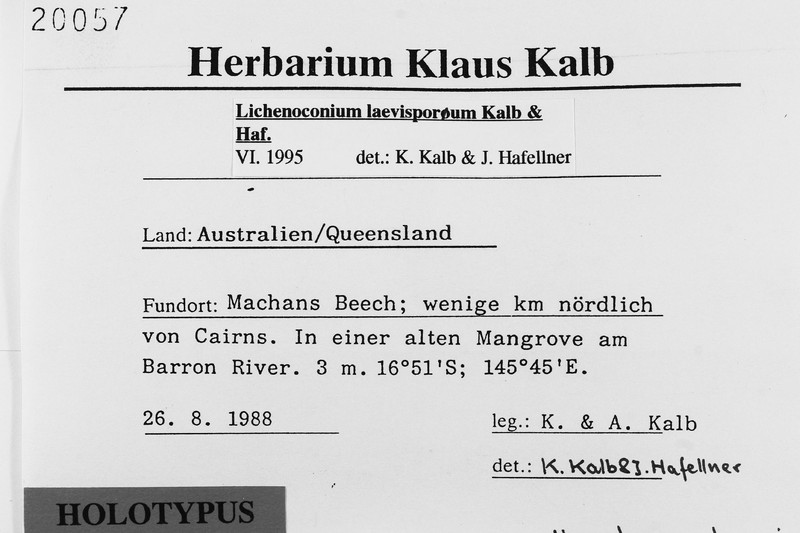 Lichenoconium laevisporum