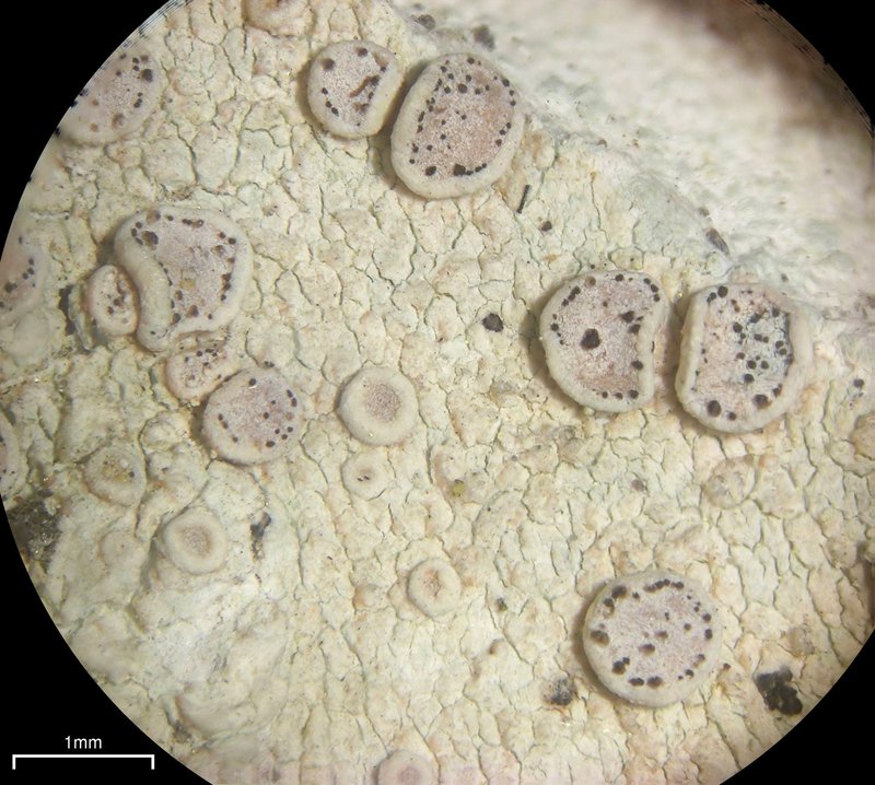 Lecanora Lichenoconium Lichen