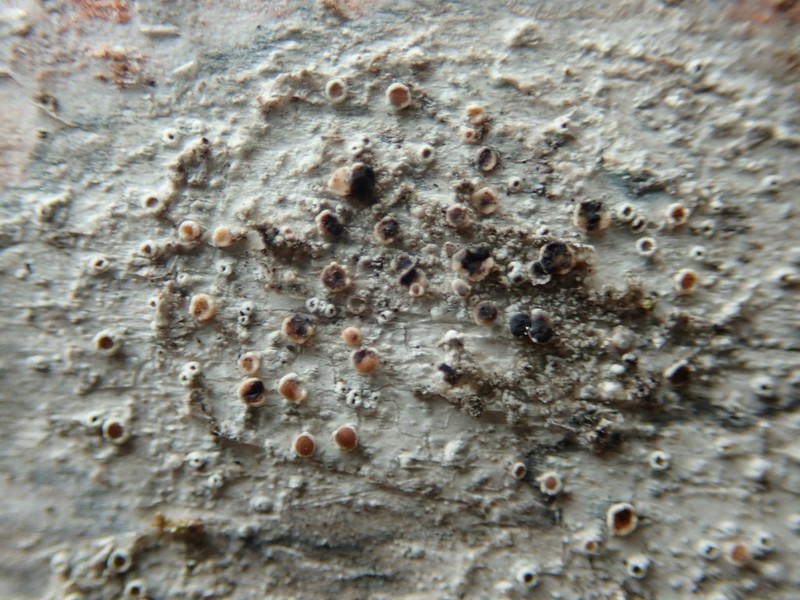Lecanora Lichenoconium Lichen