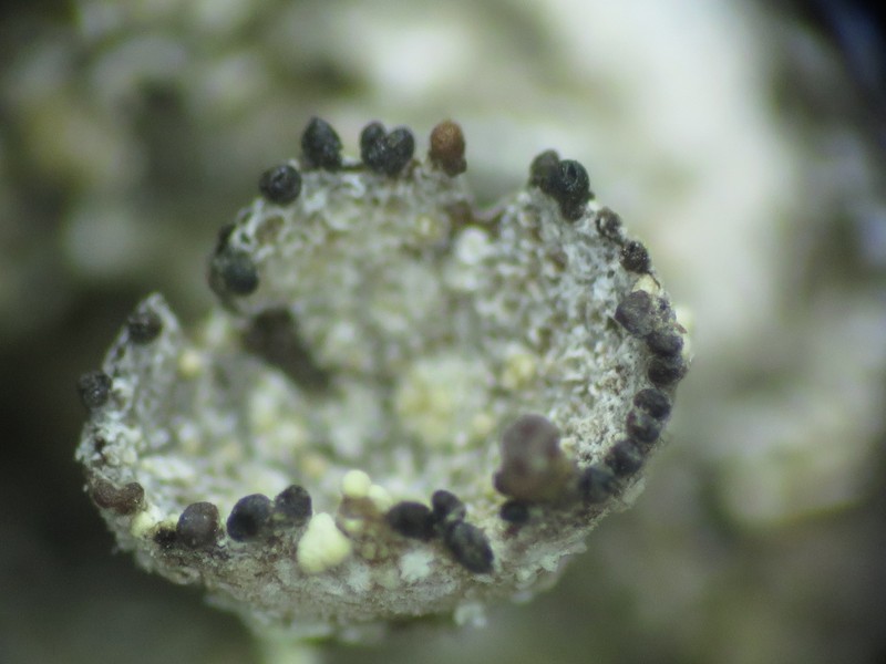 Lichenoconium pyidatae