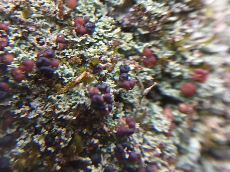 Lichenoconium pyidatae photo 2