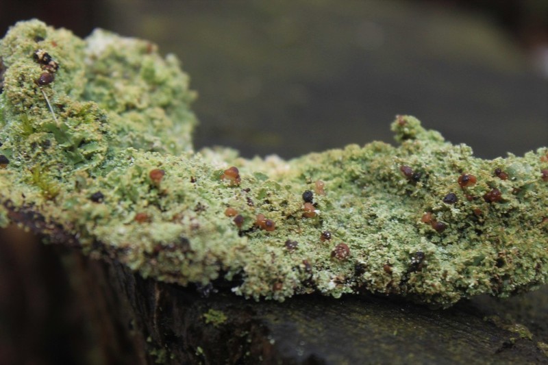 Lichenoconium pyidatae photo 3