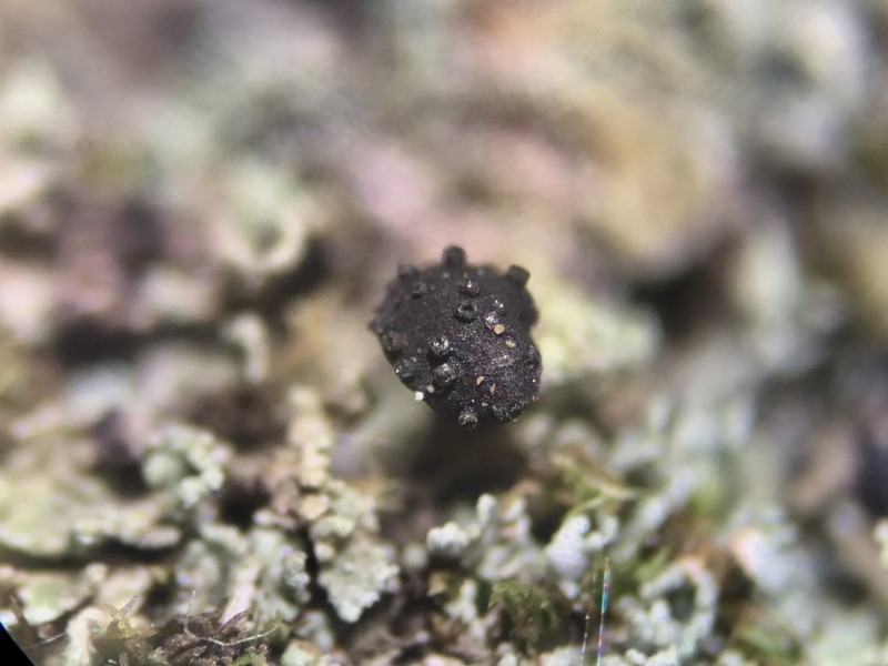 Lichenoconium pyidatae photo 4