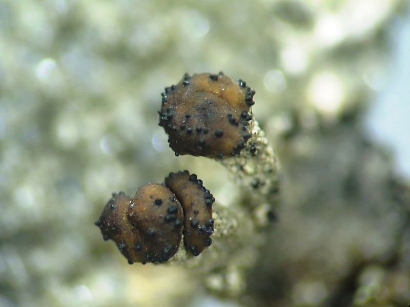 Lichenoconium pyidatae photo 5