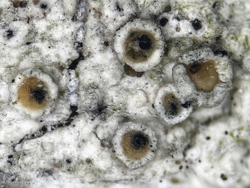 Usnea Lichenoconium Lichen