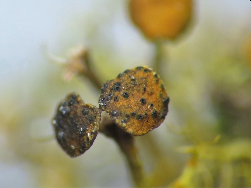 Lichenoconium anthoriae
