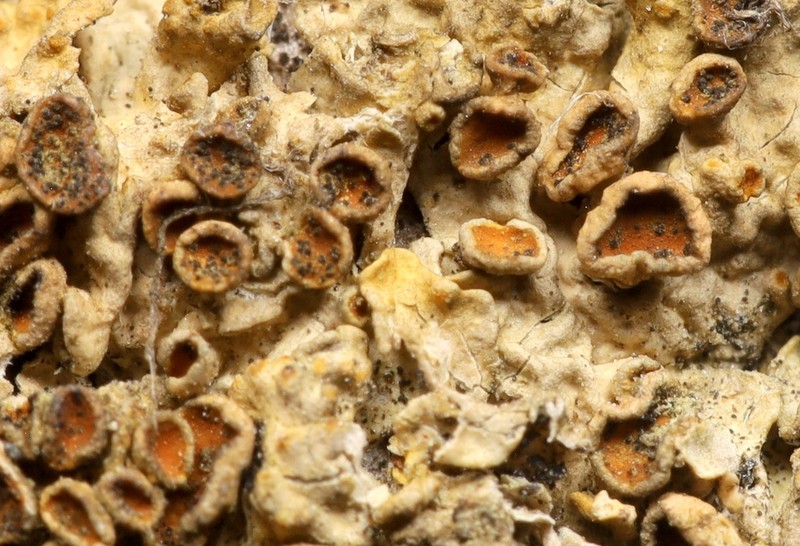 Lichenoconium anthoriae photo 3