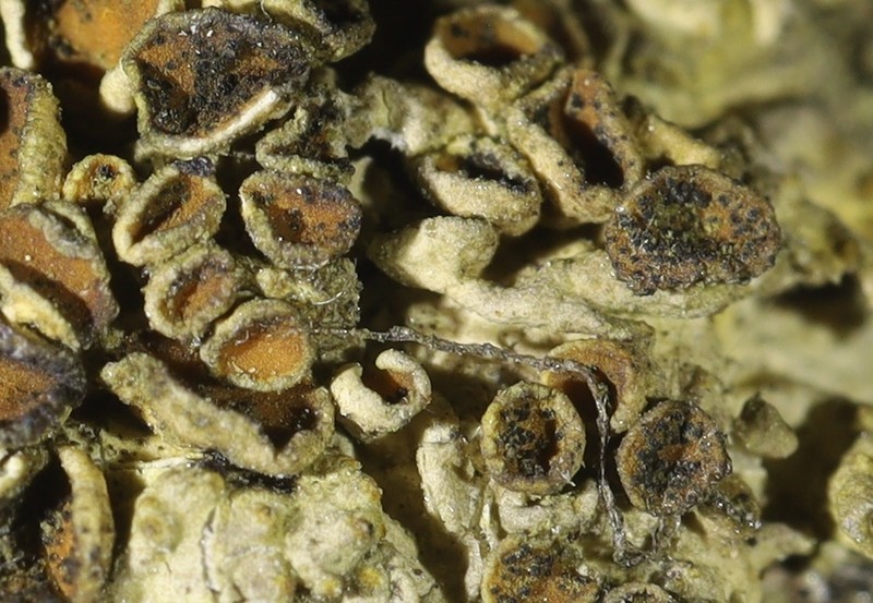 Lichenoconium anthoriae photo 4