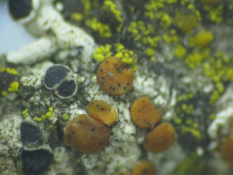 Lichenodiplis lecanorae