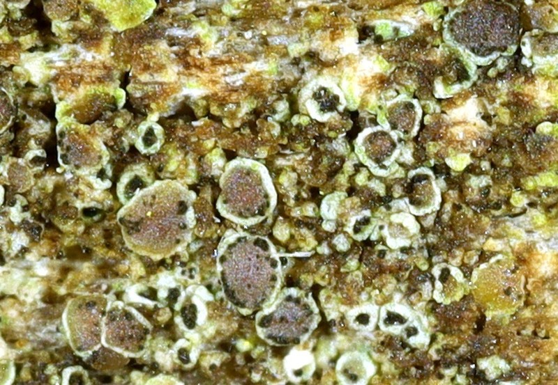 Lichenodiplis lecanorae photo 2