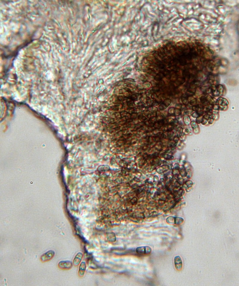 Lichenodiplis lecanorae photo 4