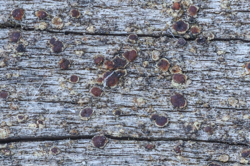 Lichenodiplis lecanorae photo 6