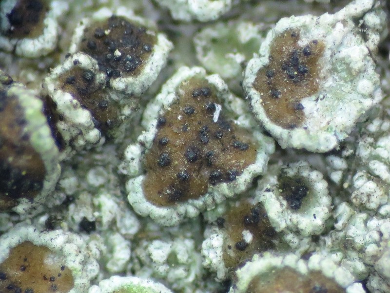 Lichenodiplis lecanorae photo 7