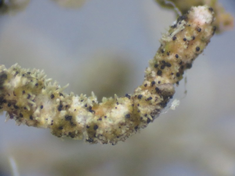 Lichenostigma maureri