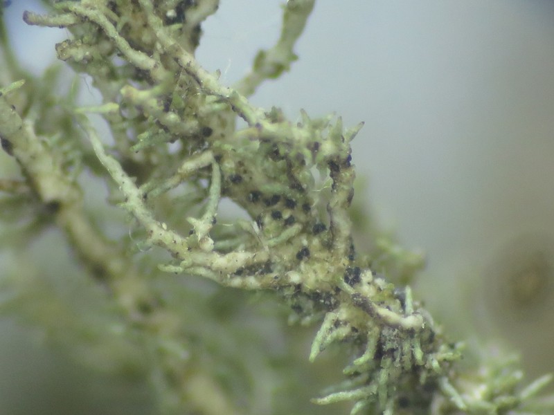 Lichenostigma maureri photo 2