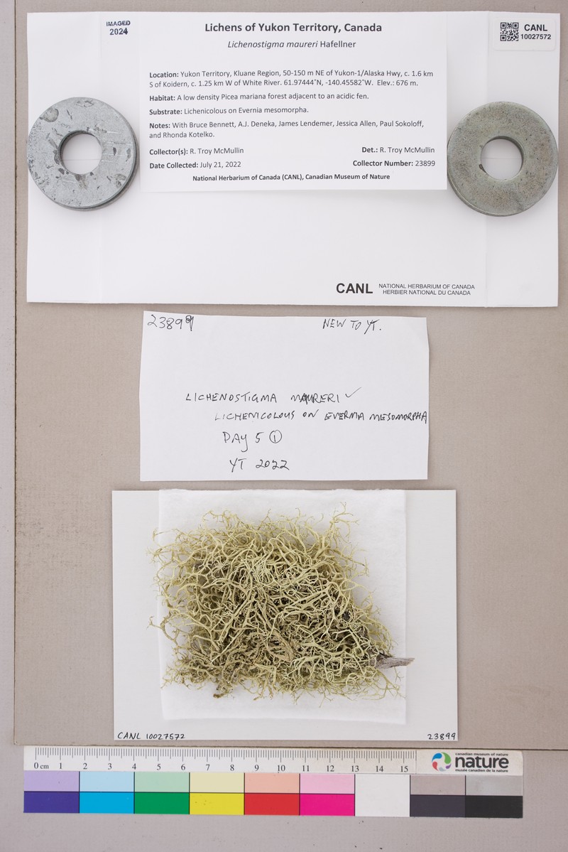 Lichenostigma maureri photo 3