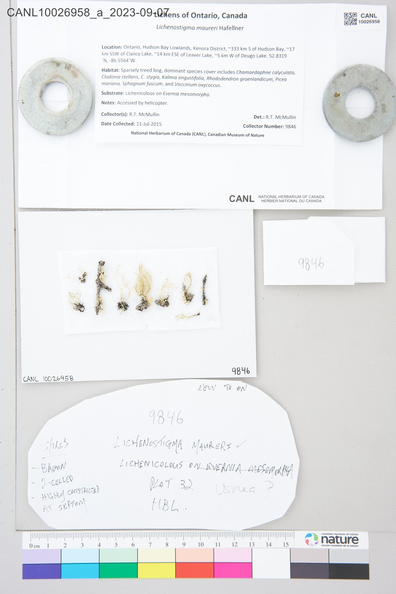 Lichenostigma maureri photo 4