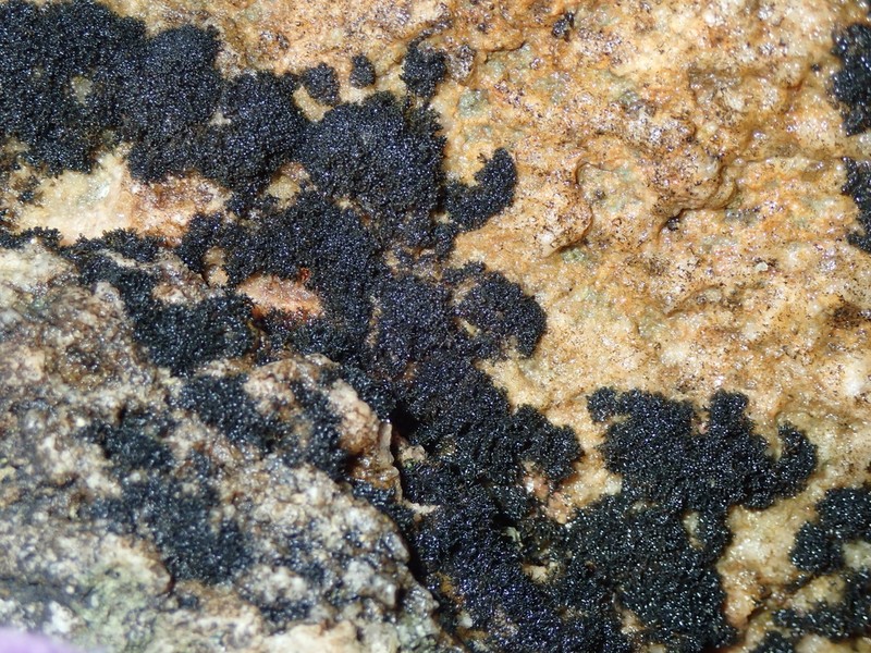 Seaweed Lichen