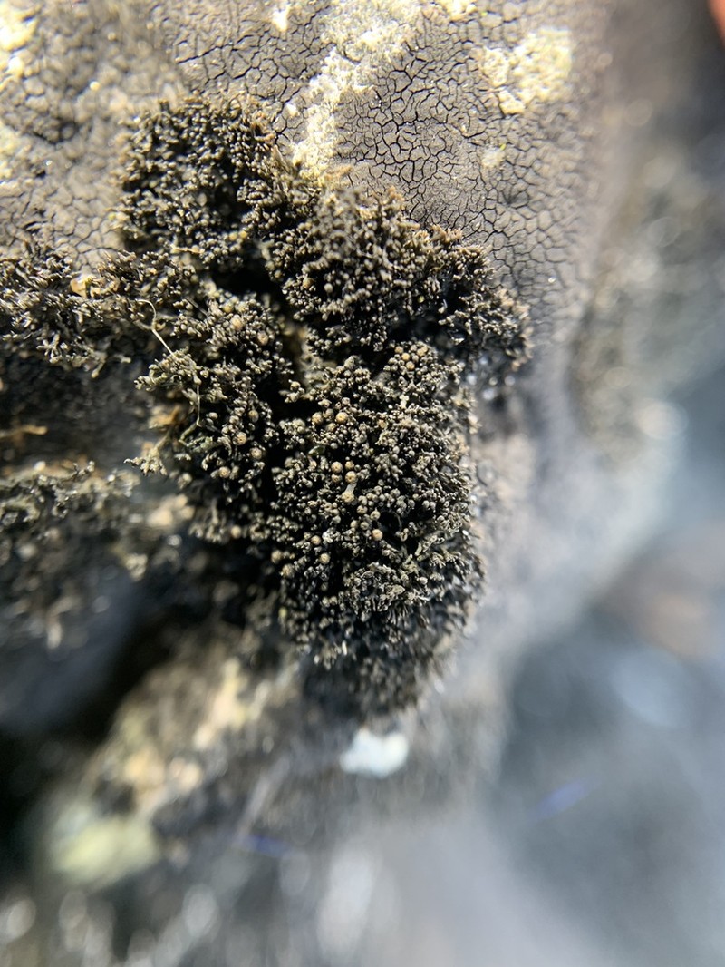 Seaweed Lichen photo 2