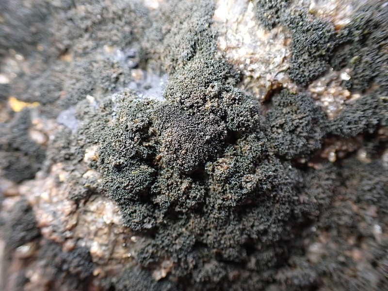 Seaweed Lichen photo 3