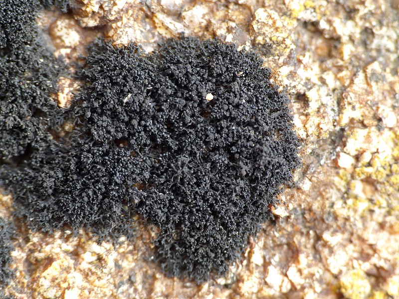 Seaweed Lichen photo 4