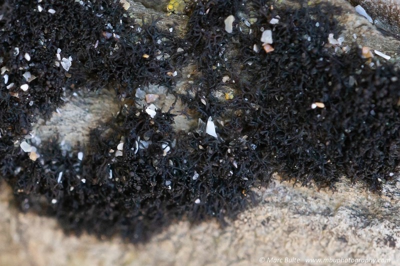 Seaweed Lichen photo 5