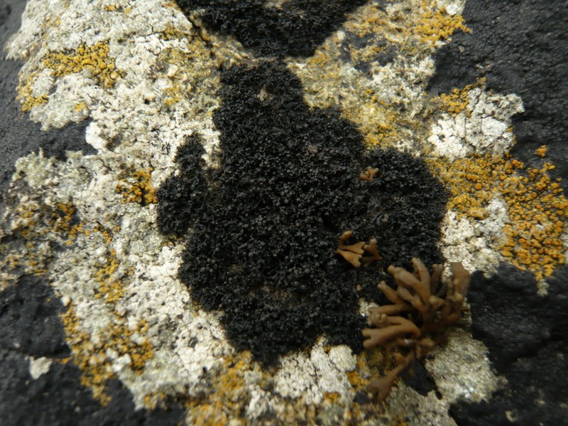 Seaweed Lichen photo 6