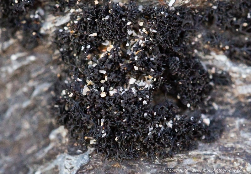 Seaweed Lichen photo 7