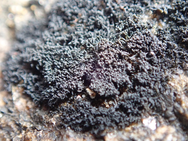 Seaweed Lichen photo 8