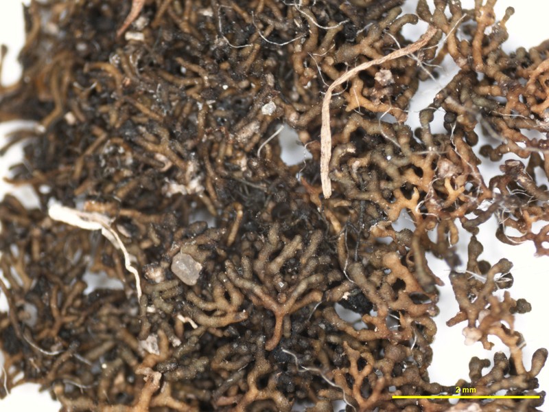 Willey's Seaweed Lichen