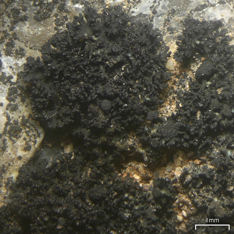 American Lichinella Lichen