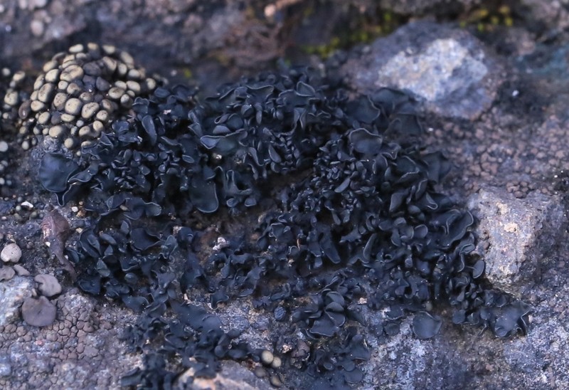Lichinella cribellifera
