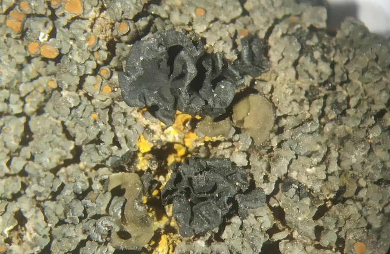 Lichinella cribellifera photo 4