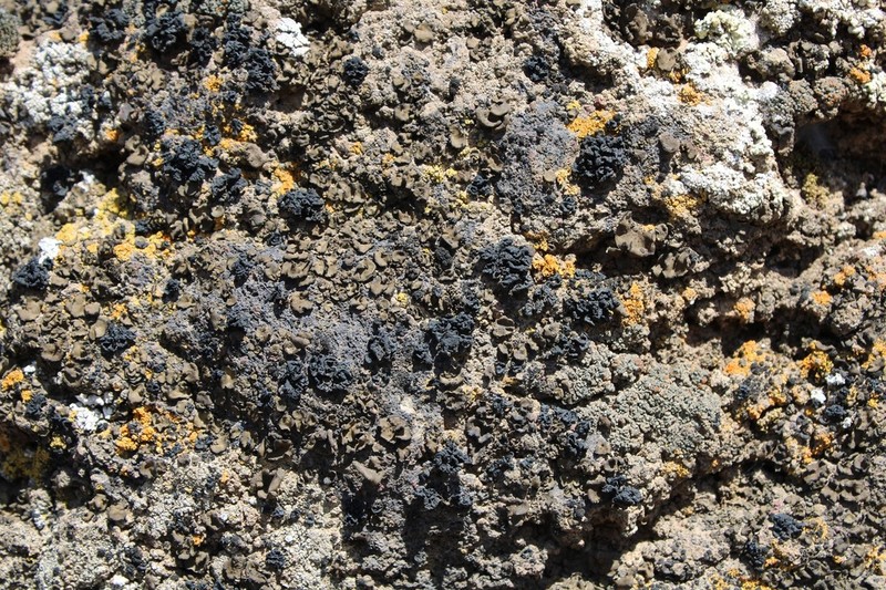 Lichinella cribellifera photo 5