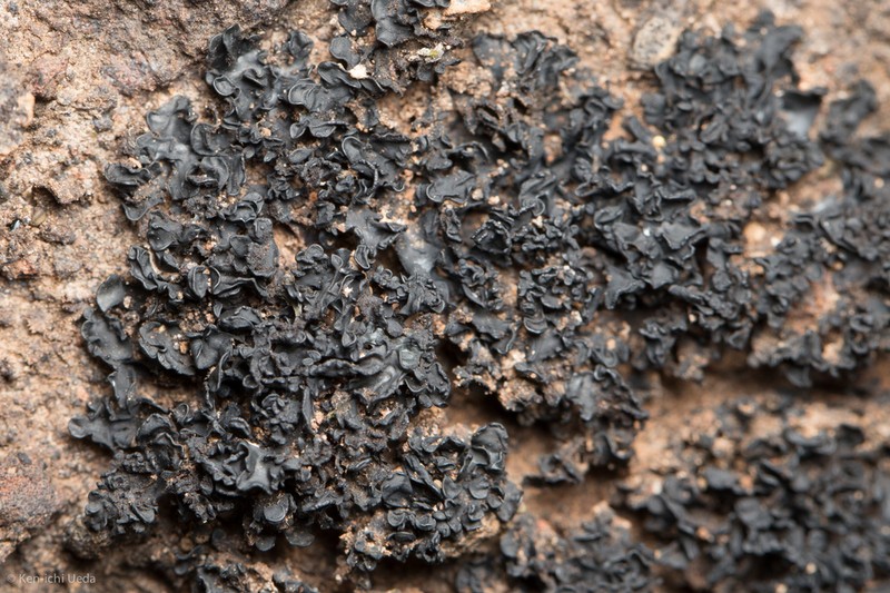 Lichinella cribellifera photo 6