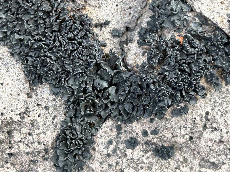 Lichinella cribellifera photo 8