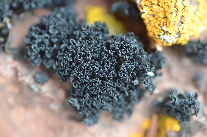 Lichinella nigritella photo 2