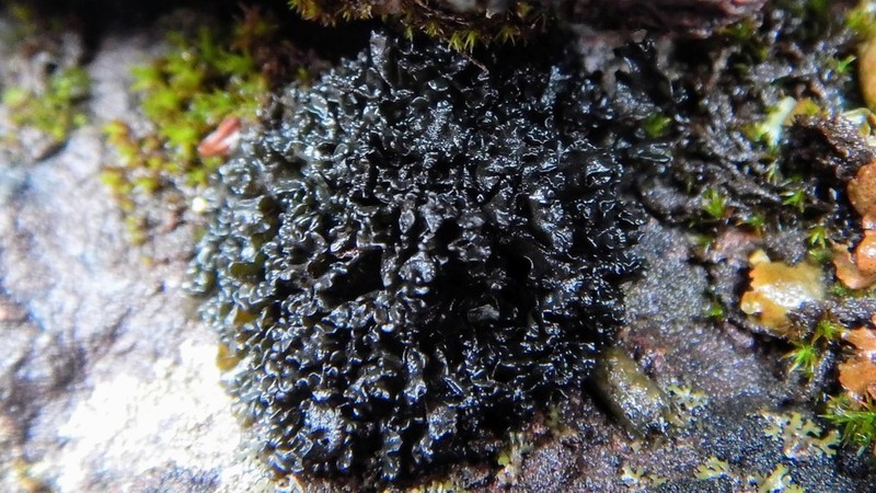 Lichinella nigritella photo 3