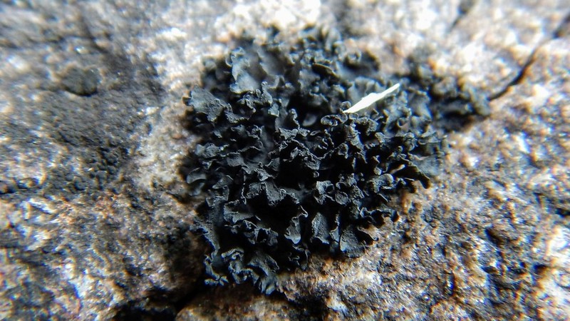 Lichinella nigritella photo 4