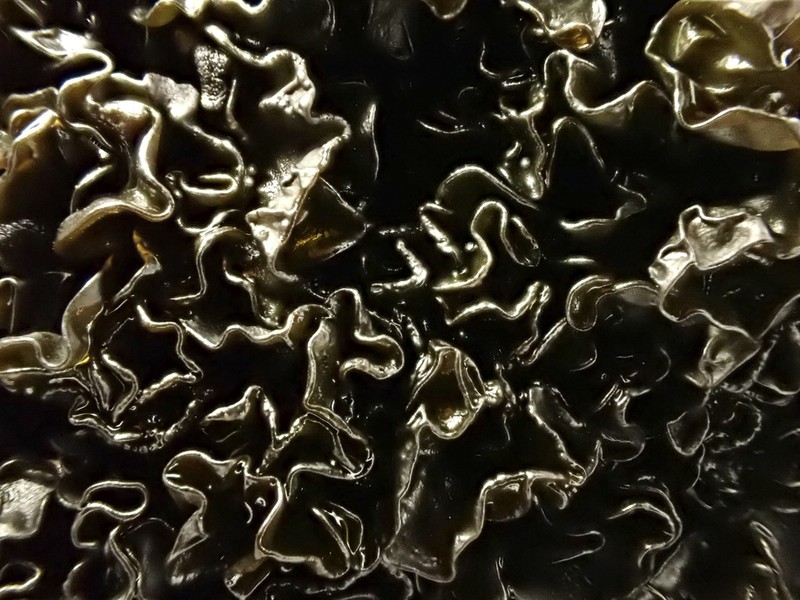 Lichinella nigritella photo 5