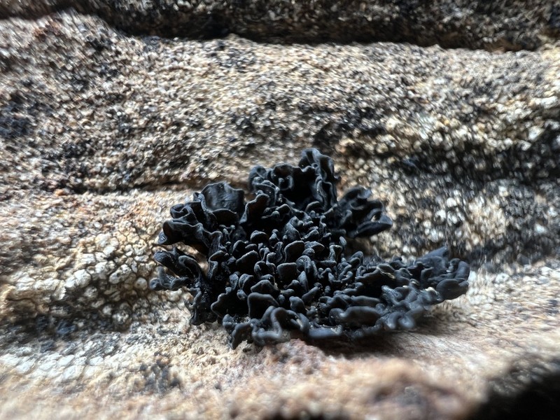 Lichinella nigritella photo 6