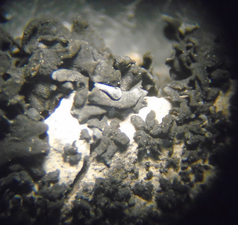 Lichinella nigritella photo 7