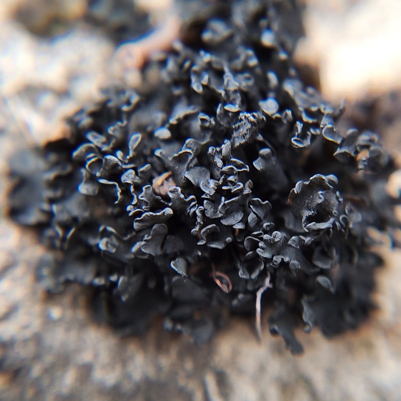 Lichinella nigritella photo 8
