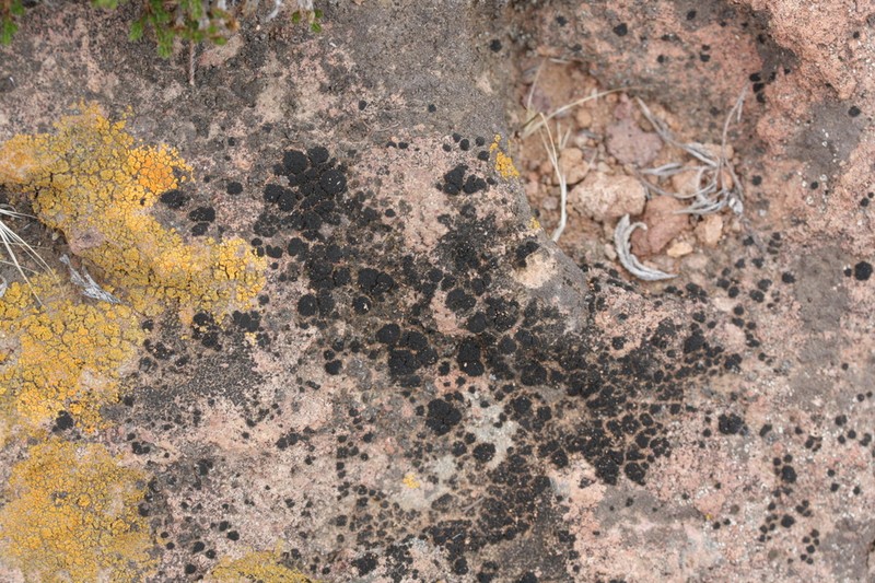 Stipitate Lichinella Lichen