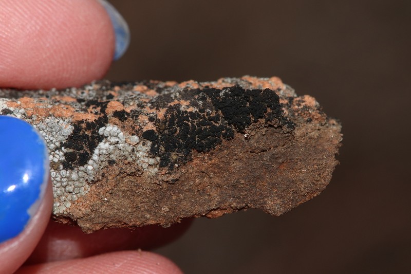 Stipitate Lichinella Lichen photo 2