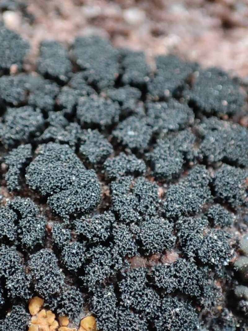 Stipitate Lichinella Lichen photo 3